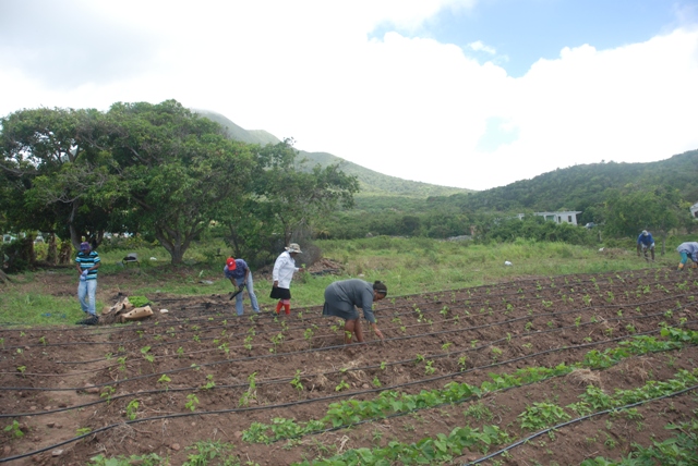 Members of the Department of Agriculture planting a bed of seasoning peppers donated to by the department on Althea “Sally” Parris’ farm at Hard Times, on Community Outreach Day on May 11, 2016, an event in the Ministry of Agriculture’s Agriculture Awareness Month 2016
